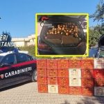 Ramacca: furto di agrumi nelle campagne del Calatino, arrestato un 54enne grazie alla segnalazione di un agricoltore