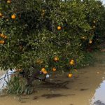 Ciclone Harry: scadenza imminente per la segnalazione danni in agricoltura delle imprese agricole